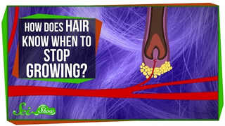Your Armpit Hair Will (Probably) Never Grow To The Floor. Here's Why.